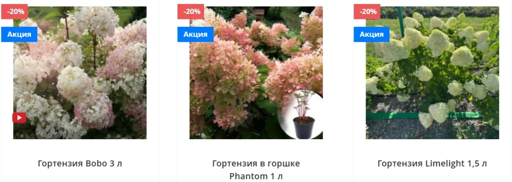 гортензия