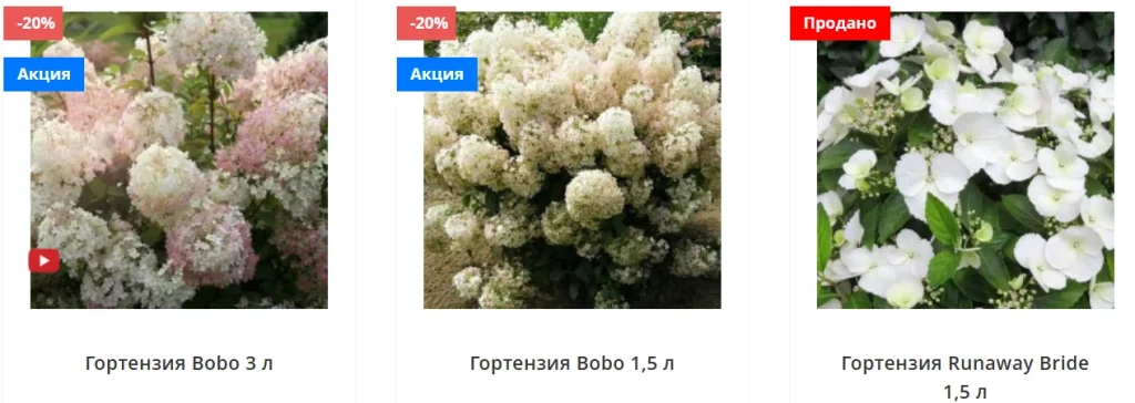 гортензия