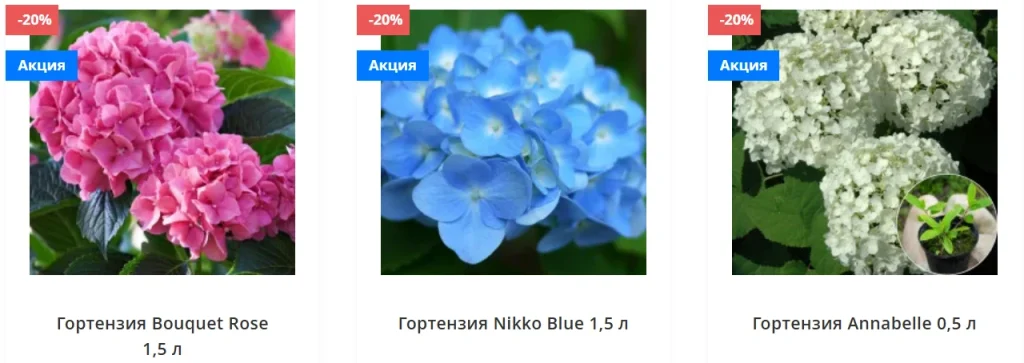 гортензия