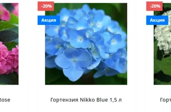 гортензия