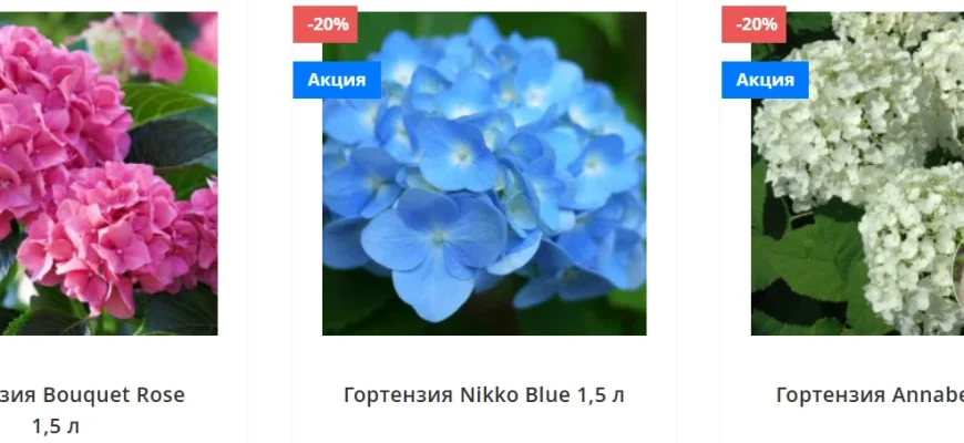 гортензия