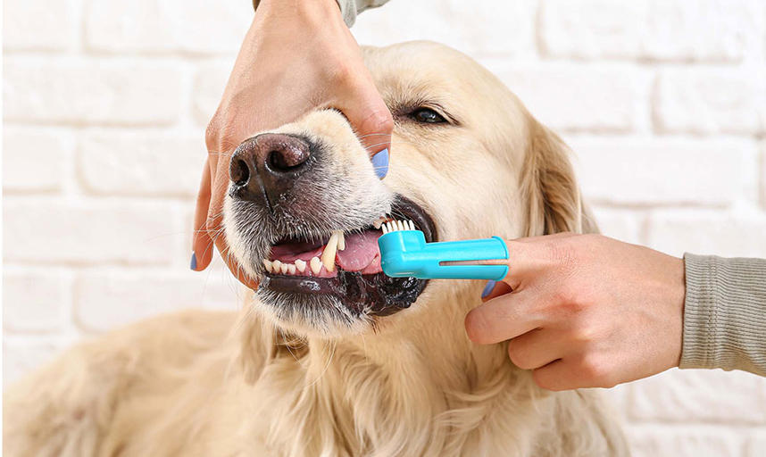 Keep-Your-Dogs-Breath-Fresh-Tips-for-Optimal-Dental-Hygiene